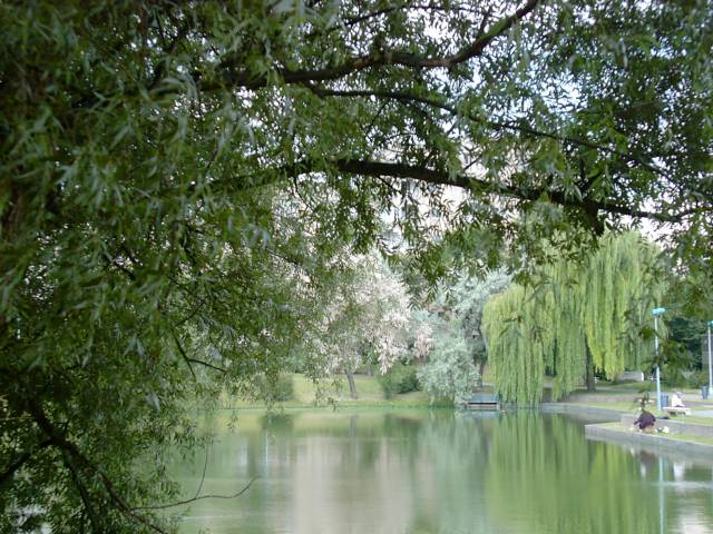 Etang de Nesles - Saule pleureur