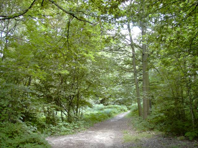 Chemin forestier