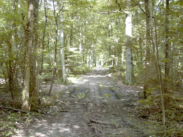 Chemin forestier en direction du sud
