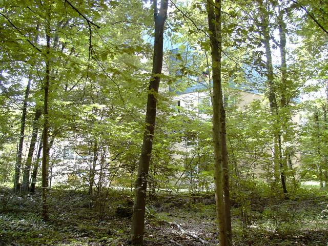 Bois de Grace