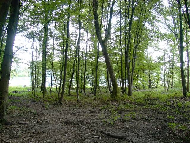 Bois de Grace