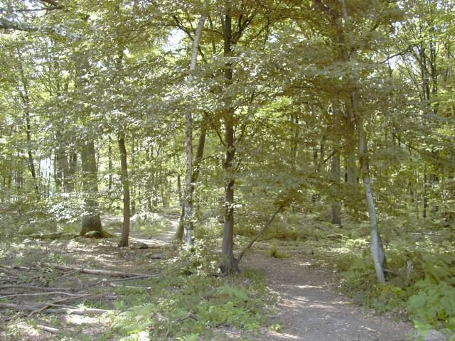 Chemin forestier