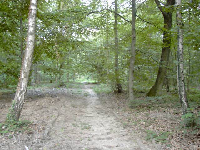 Chemin forestier