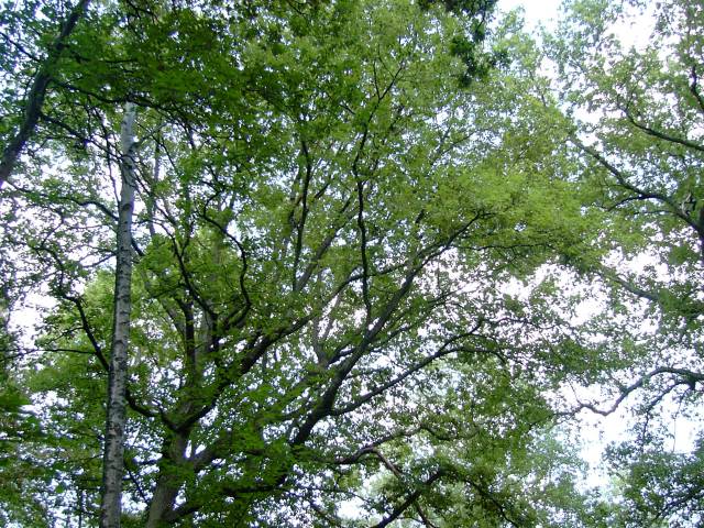 Bois de Grace