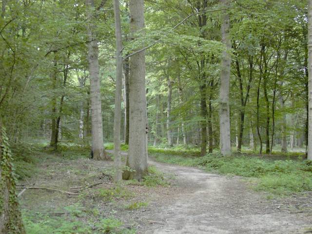 Chemin forestier