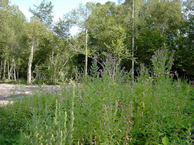 Bois de Grace