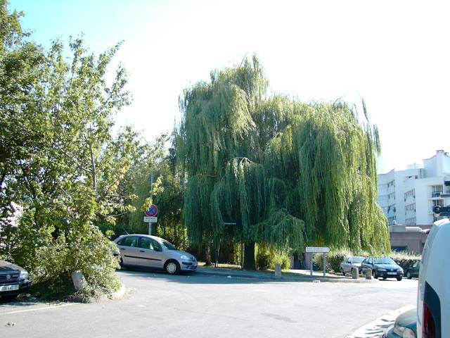 Saule pleureur, alle Joliot-Curie