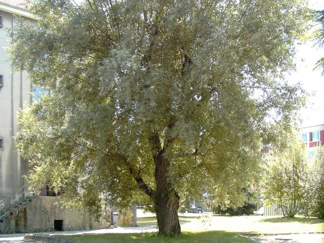 Arbre dans l'AFPA