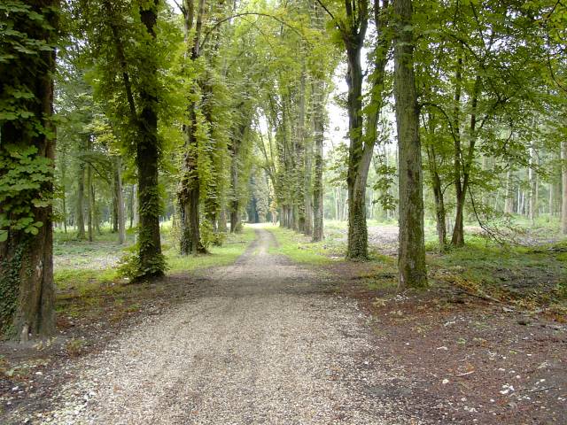 Chemin forestier nord-sud